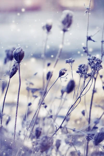 Close Beeld Van Bevroren Planten Met Sneeuw — Stockfoto