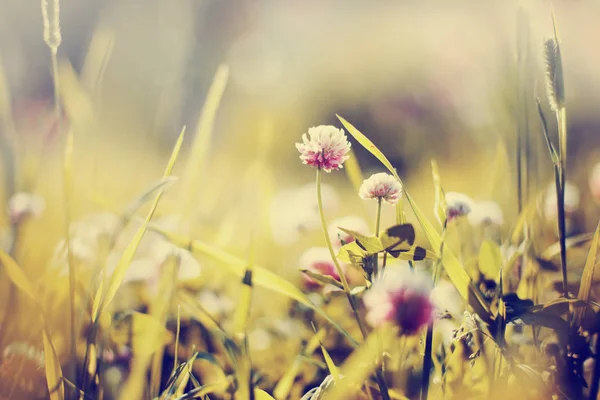 Jolies Petites Fleurs Sur Prairie Forestière — Photo