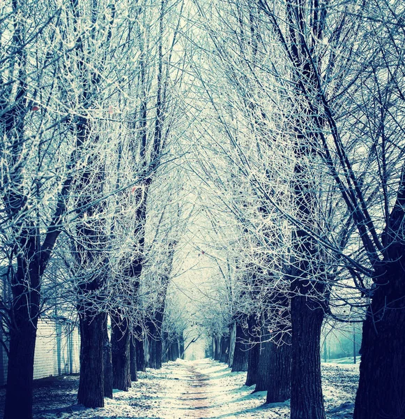 Malebný Pohled Holé Stromy Zimě Lese — Stock fotografie