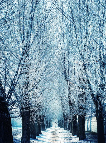 Piękny Widok Nagie Drzewa Lesie Zimą — Zdjęcie stockowe