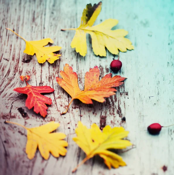 Верхний Вид Осенних Листьев Ягодами Деревянном Фоне — стоковое фото