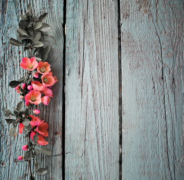 木製の背景の上に花のカラフルな枝 — ストック写真