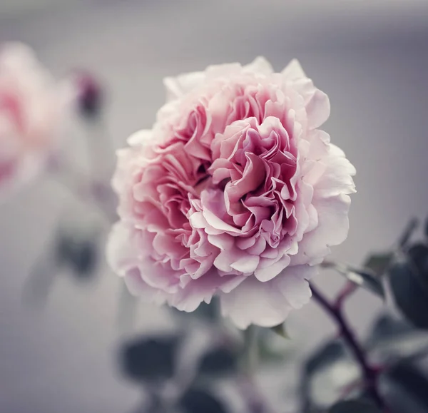 Nahaufnahme Von Rosa Rosen Selektiver Fokus — Stockfoto