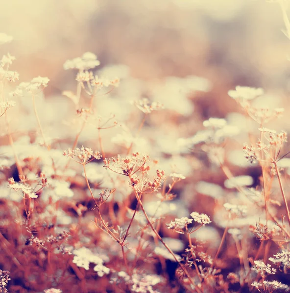 Симпатичные Маленькие Цветы Лесной Грядке — стоковое фото