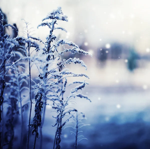 closeup view of frozen plants with snow