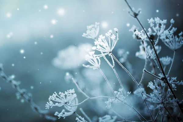 Nahaufnahme Gefrorener Äste Mit Schnee — Stockfoto