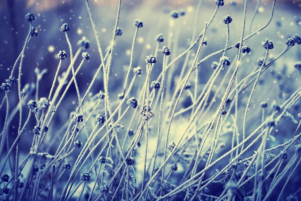 Vista Ravvicinata Piante Congelate Con Neve — Foto Stock