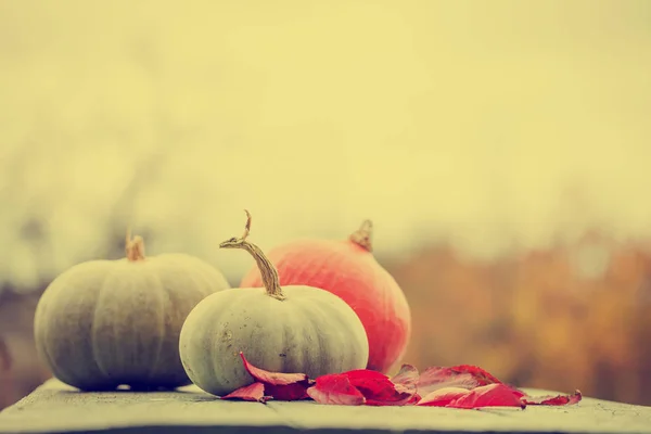 Citrouilles d'automne sur table rustique en bois — Photo