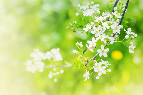 Nahaufnahme Von Frischen Ästen Mit Blumen Vor Verschwommenem Hintergrund — Stockfoto