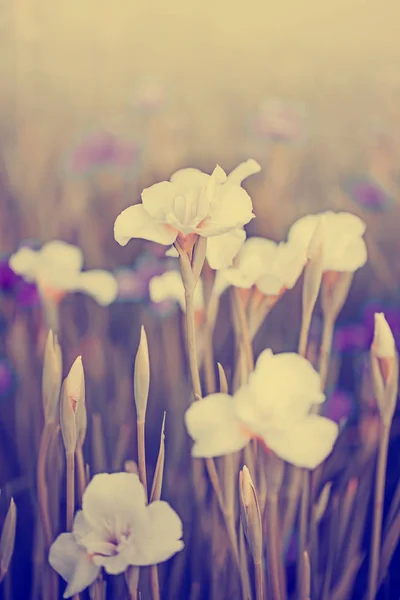 Íris Florescendo Branco Com Folhas Verdes Jardim — Fotografia de Stock