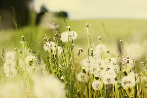 Scenic View Beautiful Dandelion Flowers Meadow — Stock Photo, Image