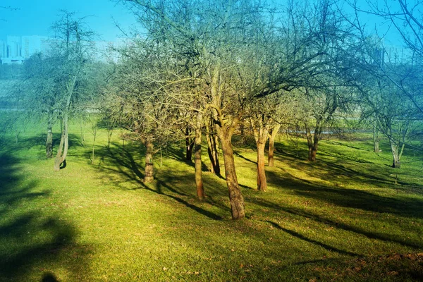 Hermosa Naturaleza Prado Herboso —  Fotos de Stock