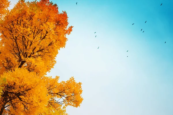 bottom view of beautiful golden autumn tree branches