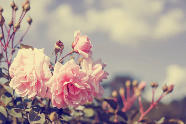 Pembe Gül Bahçesinde Güneş Işığı Altında Büyüyen — Stok fotoğraf