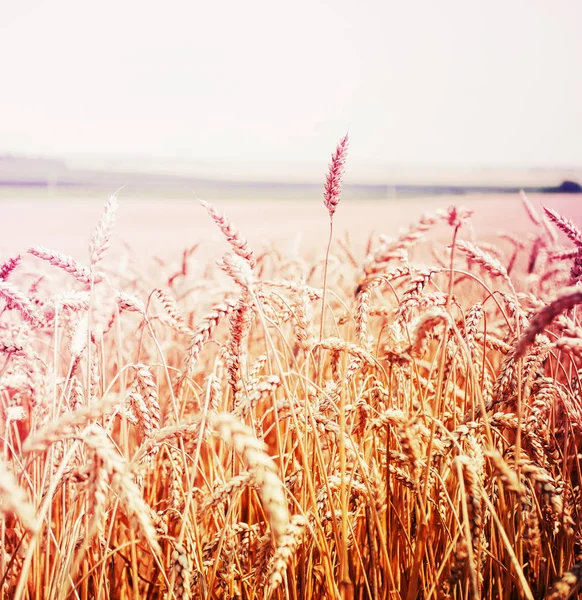 Поле Золотого Врожаю Пшеничних Вух — стокове фото
