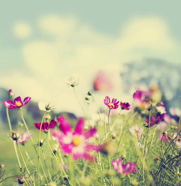 Gros Plan Sur Les Fleurs Des Champs Sur Prairie Jour — Photo