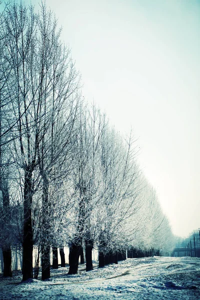 Vue Panoramique Sur Les Arbres Nus Dans Forêt Hiver — Photo