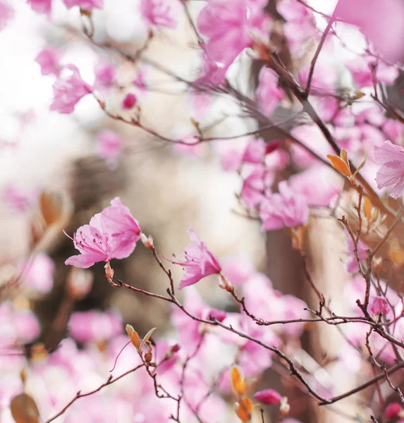 Nahaufnahme Von Rosa Blühenden Obstbaumzweigen — Stockfoto