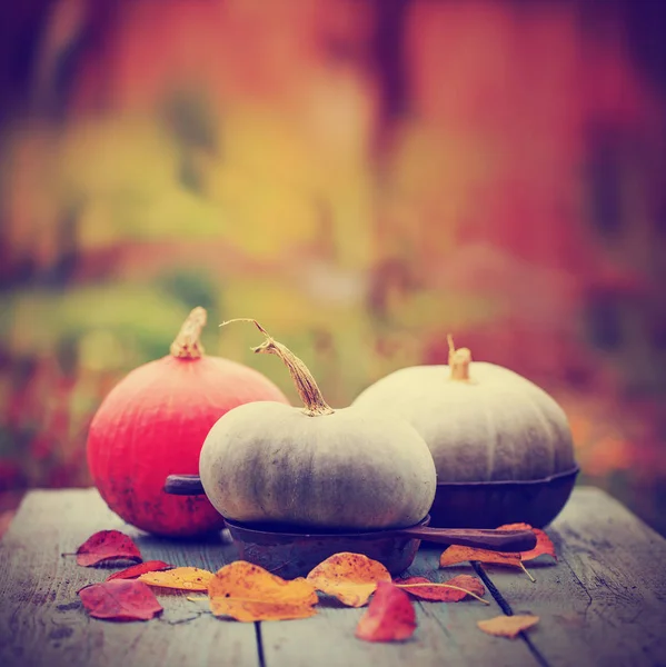 Fall pumpkins on wooden rustic table — Stock Photo, Image