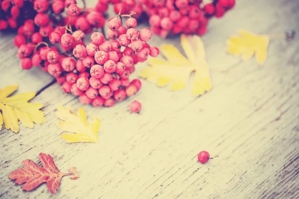 Vista Superior Las Hojas Otoño Con Bayas Colocadas Sobre Fondo — Foto de Stock