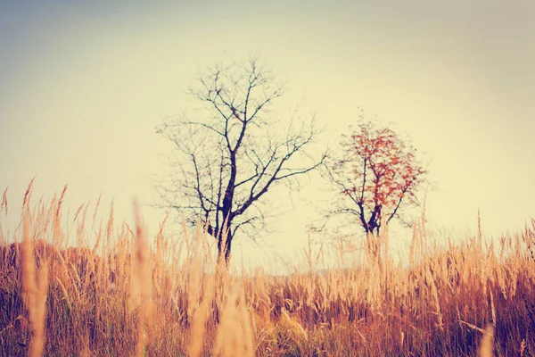 Мальовничий Вид Красиве Осіннє Золоте Поле Дерева — стокове фото