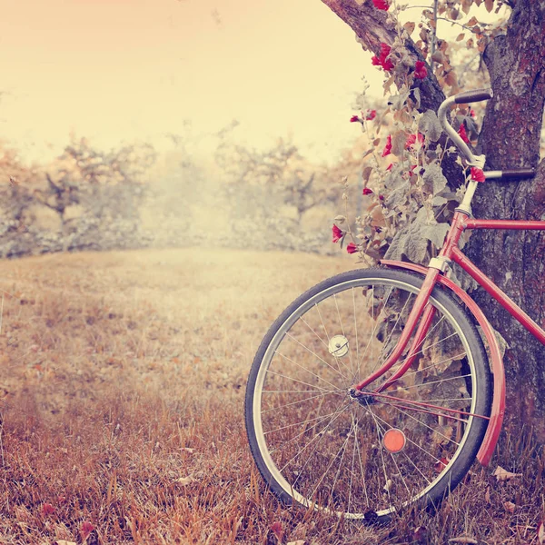 Belle Nature Avec Vélo Sur Prairie Herbeuse — Photo