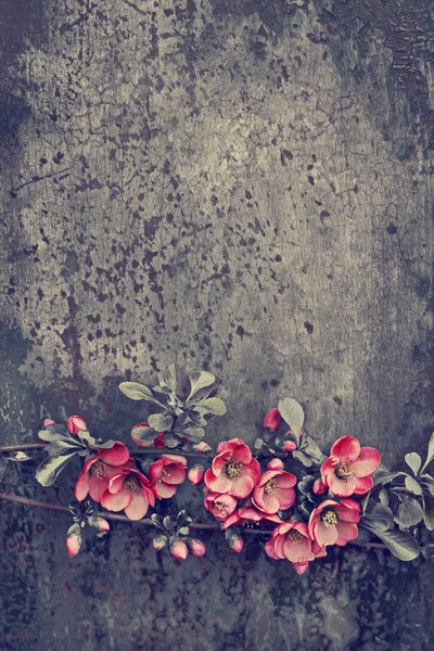 Gałąź Kolorowy Kwiaty Podłoże Drewniane — Zdjęcie stockowe