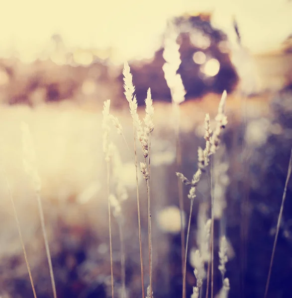 Beautiful Nature Grassy Meadow — Stock Photo, Image