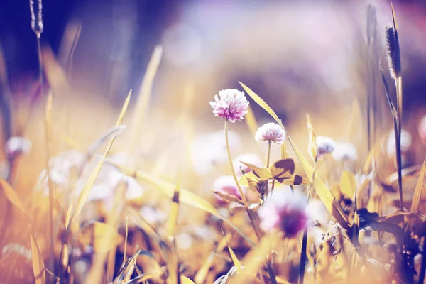 森林草原にかわいい小さな花 — ストック写真