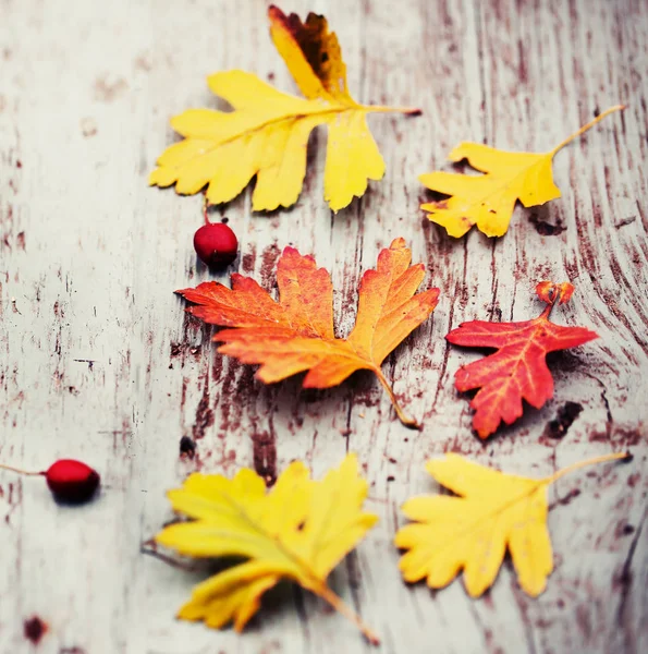 Pohled Shora Podzim Listy Plody Nad Dřevěné Pozadí — Stock fotografie