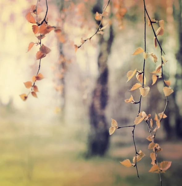 森で背景をぼかした写真に対して新鮮な木の枝のクローズ アップ ビュー — ストック写真