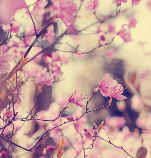 特写在盛开的花灌木在花园中的复古色彩 — 图库照片