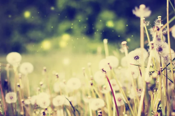 Scenic View Beautiful Dandelion Flowers Meadow — Stock Photo, Image