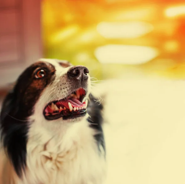 特写镜头的可爱的边境牧羊犬狗反对模糊的背景 — 图库照片