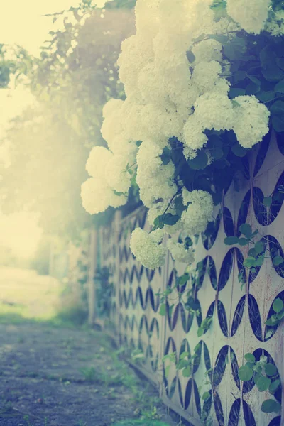 Vista Cerca Las Flores Color Lila Blanco Que Crecen Jardín —  Fotos de Stock
