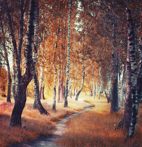 Scenic View Path Green Forest — Stock Photo, Image