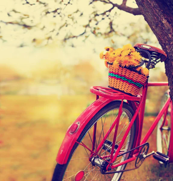 Bella Natura Con Bicicletta Sul Prato Erboso — Foto Stock