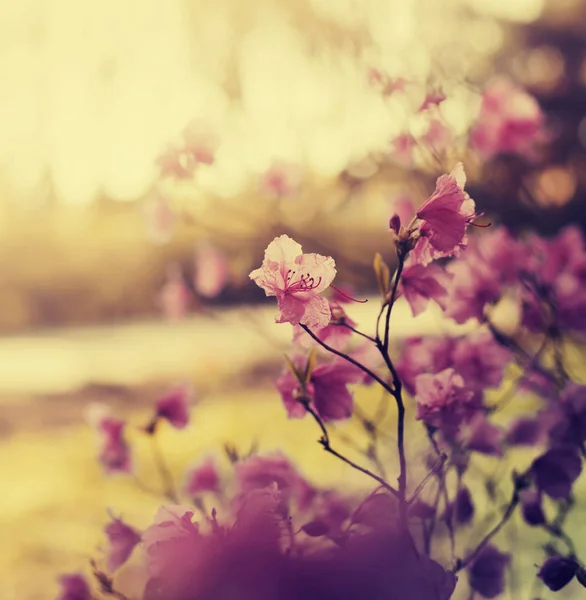 Θέα Closeup Φρέσκα Κλαδιά Άνθη Θολή Φόντο — Φωτογραφία Αρχείου