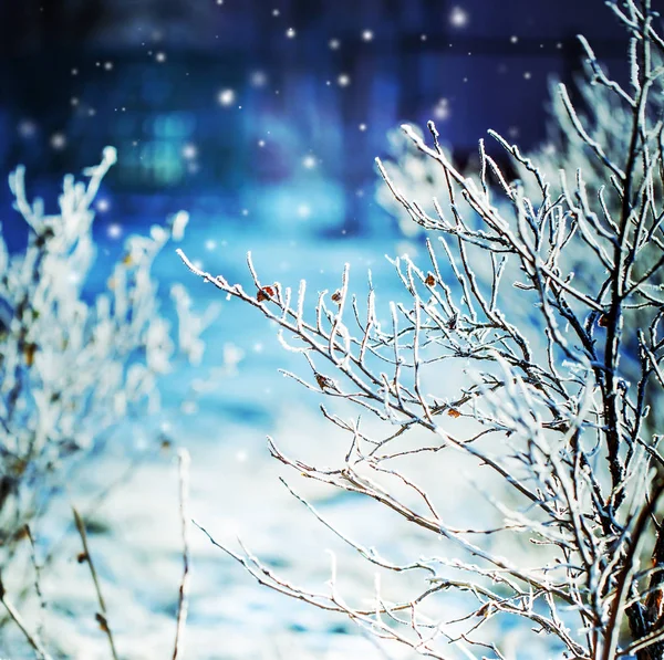 Vista Ravvicinata Dei Rami Ghiacciati Con Neve — Foto Stock