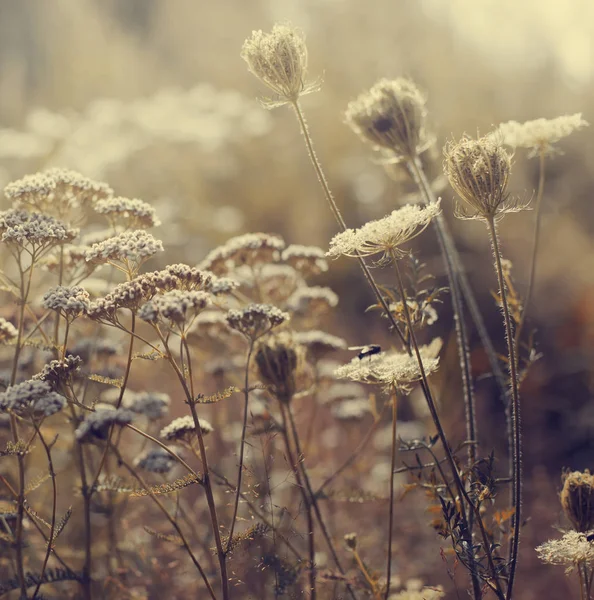 Primo Piano Fiori Campo Sul Prato Giorno — Foto Stock