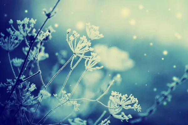 Vue Rapprochée Des Plantes Gelées Avec Neige — Photo