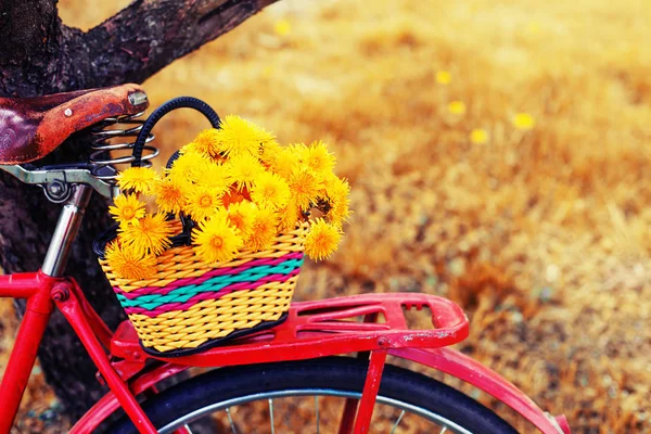 Vintage Bisiklet Üzerinde Asılı Dandelions Sepetle Closeup Görünümü — Stok fotoğraf