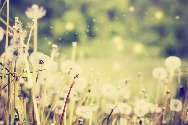 Scenic View Beautiful Dandelion Flowers Meadow — Stock Photo, Image