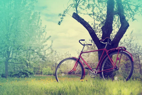 Schöne Natur Mit Fahrrad Auf Der Wiese — Stockfoto