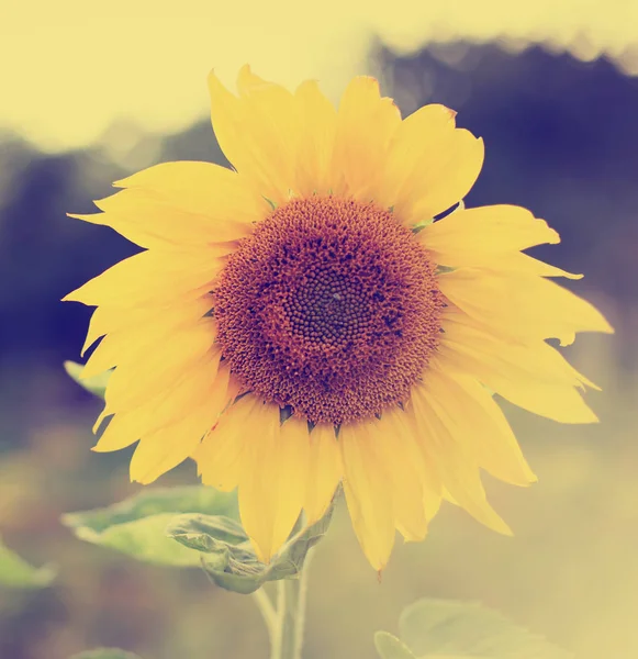 Yeşillik ve otlar ile inanılmaz çiçek açan çiçekler