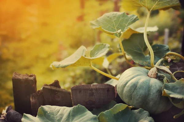 Bahçe, closeup büyüyen küçük yeşil kabak