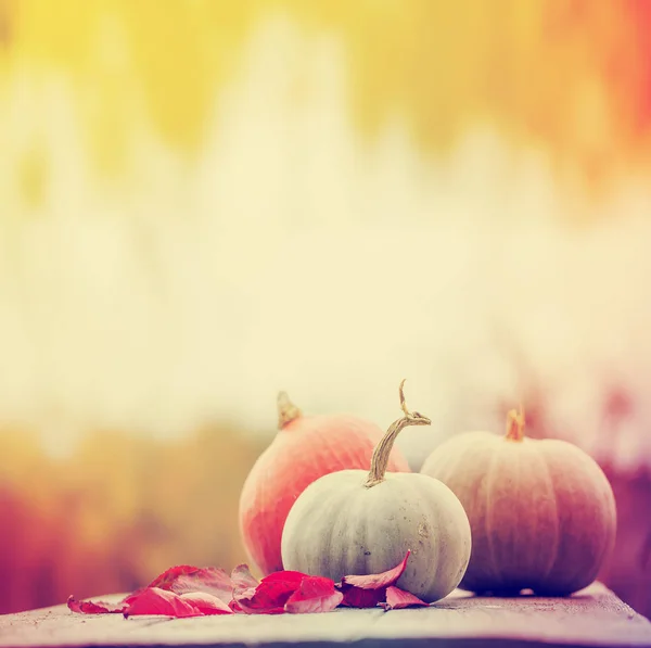 Citrouilles d'automne sur table rustique en bois — Photo