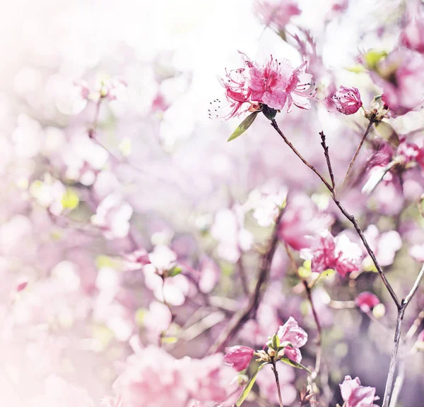 ヴィンテージの色で目の粗いガーデンの美しい開花ブッシュ — ストック写真