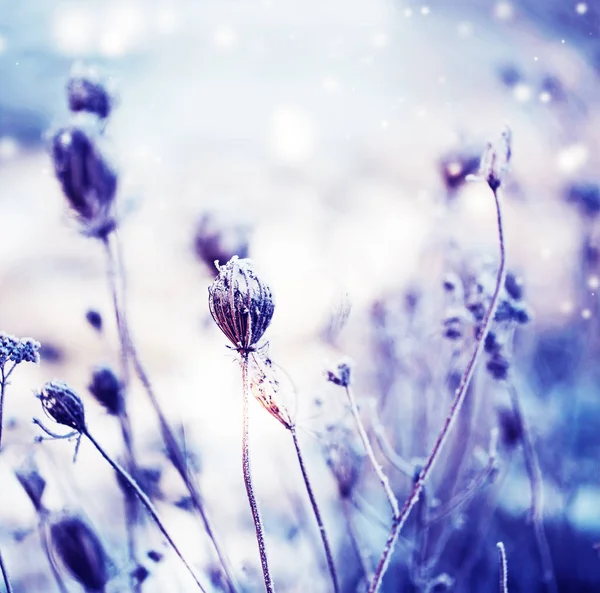 Vista Close Flores Secas Congeladas Com Neve — Fotografia de Stock