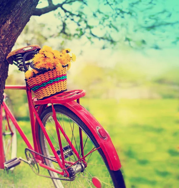 Vista Vicino Del Cestino Con Denti Leone Appeso Bicicletta Vintage — Foto Stock